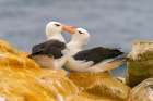 Falkland Islands, West Point Island. Black-browed albatross pair in courtship behavior. Art Print